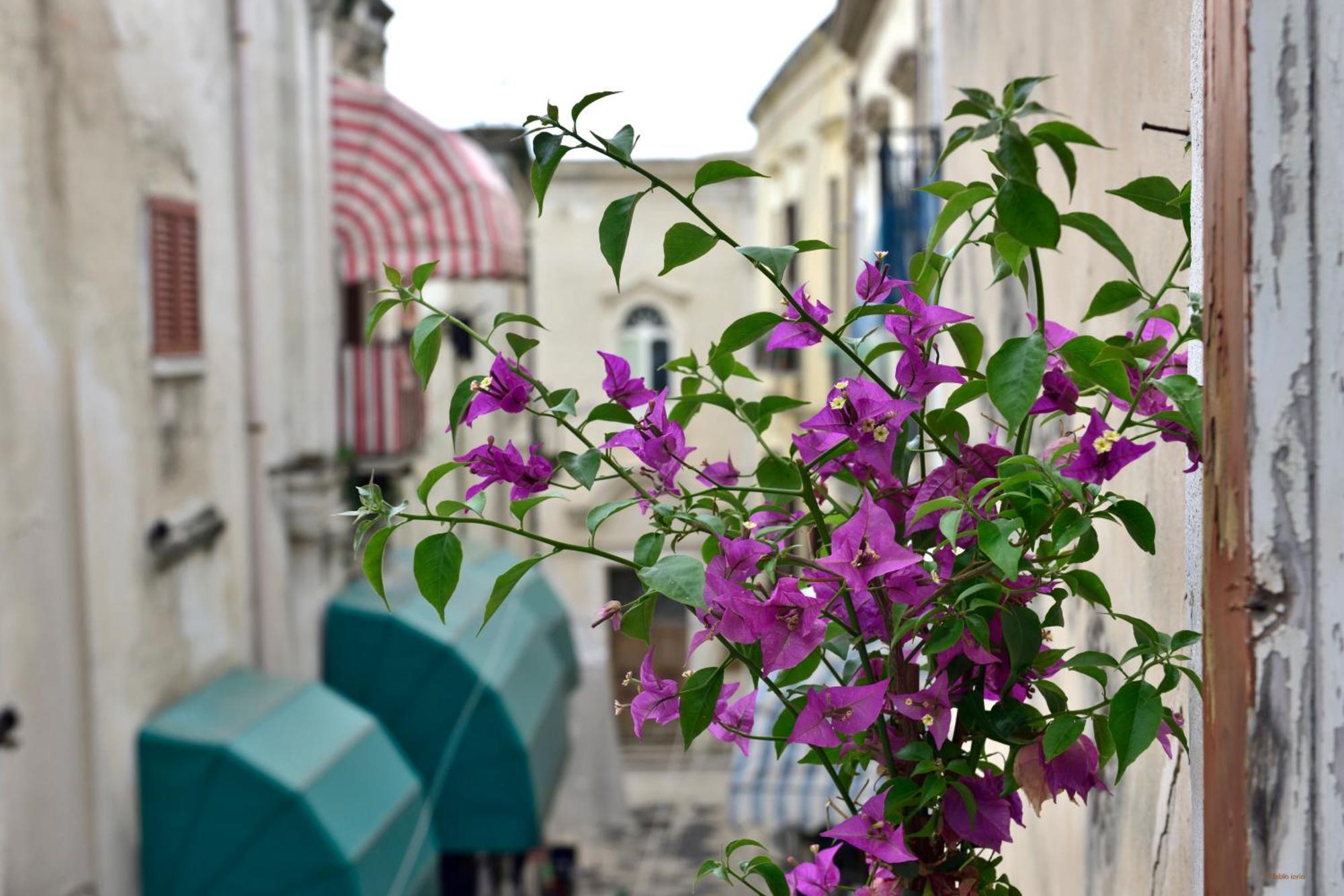 Ciaobari Apartment - Elegant 4 Bedrooms In The Heart Of Old Town Eksteriør billede